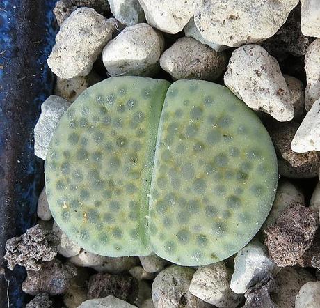 Lithops, cactus piedra