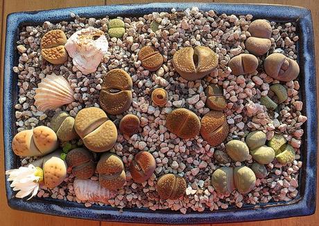 Lithops, cactus piedra