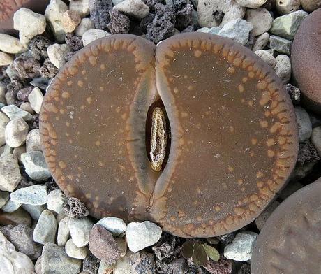 Lithops, cactus piedra