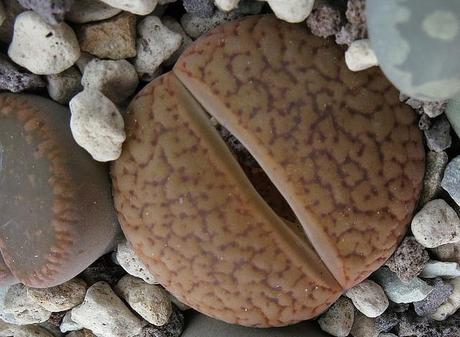 Lithops, cactus piedra