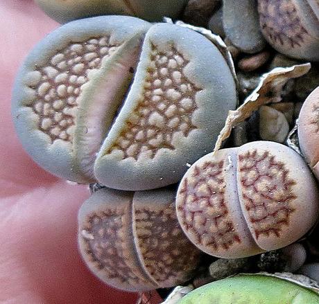 Lithops, cactus piedra