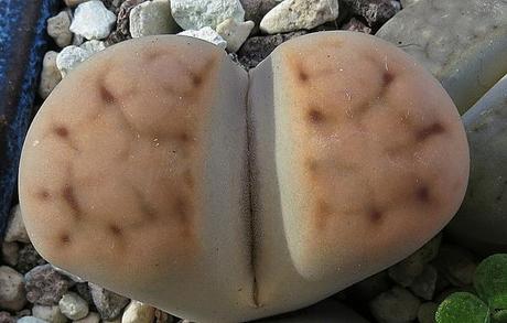 Lithops, cactus piedra