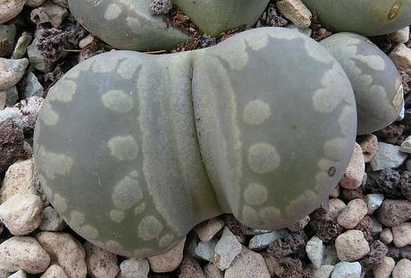 Lithops, cactus piedra