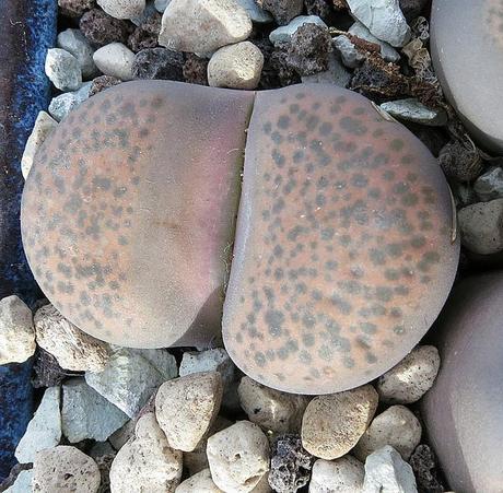 Lithops, cactus piedra