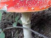 Amanita muscaria