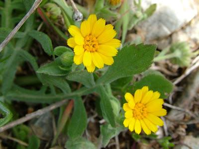 Calendario Laboral de Almadén 2013