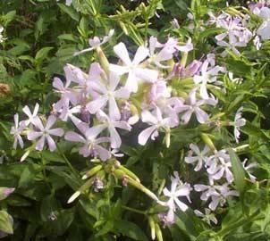 planta-de-Saponaria-floreciendo-nombre-común-jabonera
