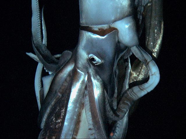 Asombras imágenes del calamar gigante