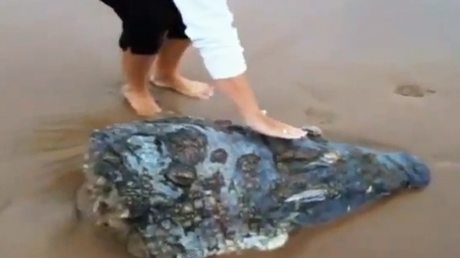 cabeza de cocodrilo en Sudáfrica