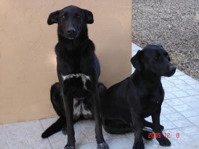 Dos perros de ingleses van a ser eutanasiados. (Murcia).