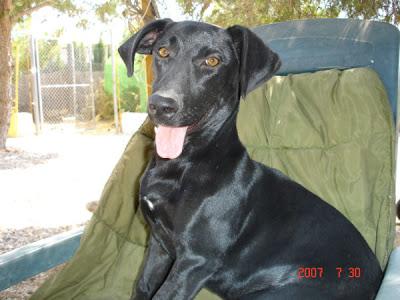 Dos perros de ingleses van a ser eutanasiados. (Murcia).