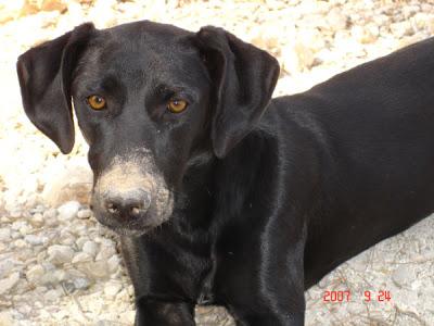 Dos perros de ingleses van a ser eutanasiados. (Murcia).