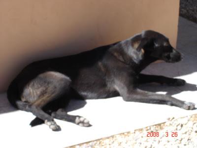 Dos perros de ingleses van a ser eutanasiados. (Murcia).