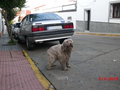 Precioso perro de aguas abandonado en la provincia de Huelva.