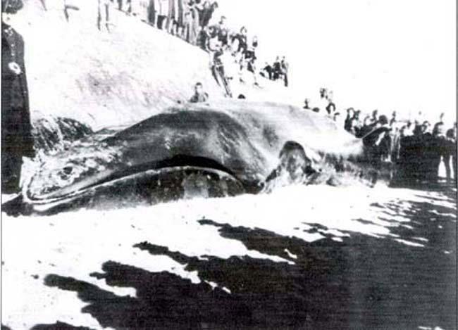 La ballena de Santoña