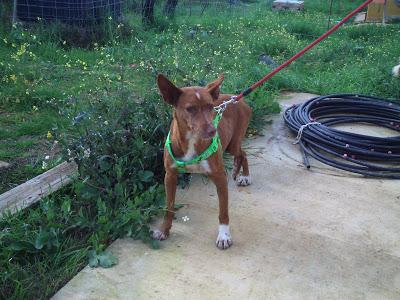 Podenquita herida. URGENTE!! (HUELVA)