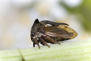 Para ampliar Centrotus sp (Fabricius 1803) hacer clic