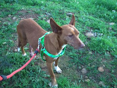 Podenquita herida. URGENTE!! (HUELVA)