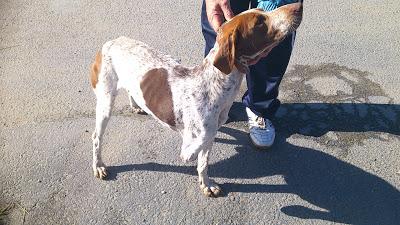 Muy urgente!! Bretón con pata amputada, en los huesos y en la calle. (Huelva)
