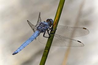 Para ampliar Orthetrum brunneum (Fonscolombe, 1837) Libélula azul hacer clic