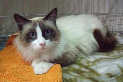 EWAN, gato tímido y espectacular en adopción (Murcia)‏