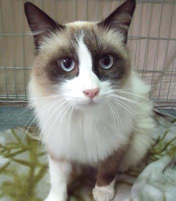 EWAN, gato tímido y espectacular en adopción (Murcia)‏