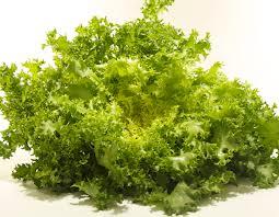 escarola2 Ensalada de invierno: escarola con salsa de mostaza y miel