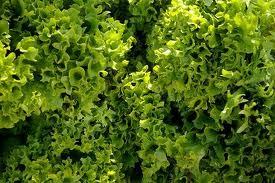 escarola3 Ensalada de invierno: escarola con salsa de mostaza y miel