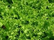 Ensalada invierno: escarola salsa mostaza miel