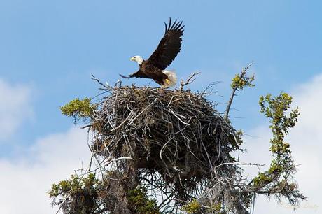 Bald Eagle nest (Haliaeetus leucocephalus)
