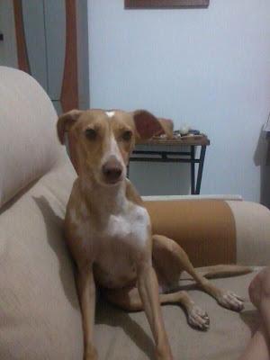 ATENCIÓN: SEVILLA. ALMA SE HA PERDIDO!!!!OS ACORDAIS???MAXIMA DIFUSION PARA ENCONTRARLA..LLEVA UN ARNÉS AZUL!!!