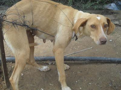 ATENCIÓN: SEVILLA. ALMA SE HA PERDIDO!!!!OS ACORDAIS???MAXIMA DIFUSION PARA ENCONTRARLA..LLEVA UN ARNÉS AZUL!!!