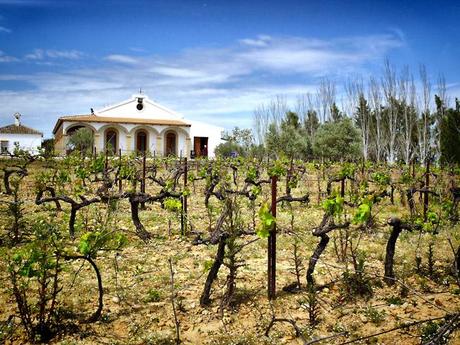 TINTO DULCE ALBERITE 2009, el vino chuchería de Bodegas Regantío.
