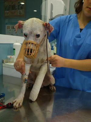 SPIRIT, enfermo y abandonado. (Sevilla).