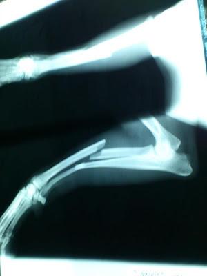 SPIRIT, enfermo y abandonado. (Sevilla).