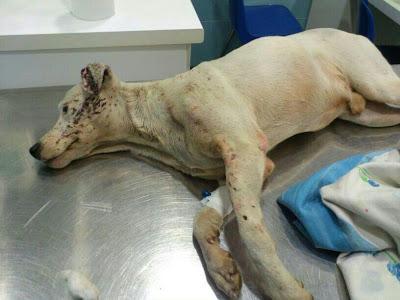 SPIRIT, enfermo y abandonado. (Sevilla).