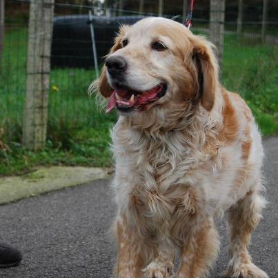 Foto: ROCKY  Nacido en Agosto 2007. Muy activo, sociable, buenazo, juguetón.Ideal para personas activas que quieran un perro todo terreno y muy bueno. Es un trozo de pan. Contacto 636 157 439 Horario 10h-18h   alejandra@amigosdelperro.org