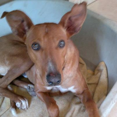 Foto: Brad sin Angelina, está muy triste, parece que llora.