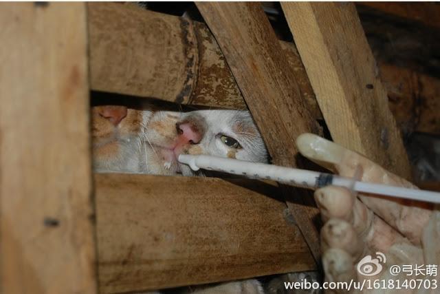 Rescatados 1000 gatos destinados a consumo humano