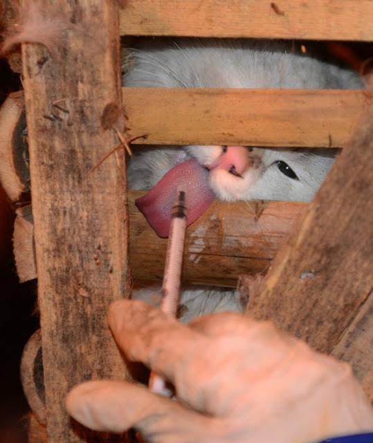 Rescatados 1000 gatos destinados a consumo humano