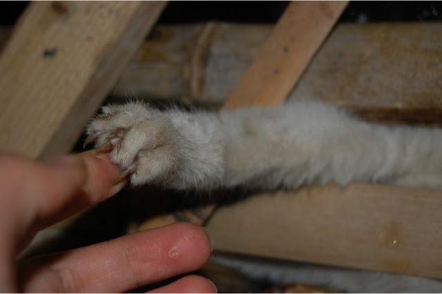 Rescatados 1000 gatos destinados a consumo humano