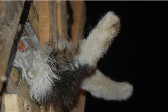 Rescatados 1000 gatos destinados a consumo humano