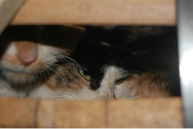 Rescatados 1000 gatos destinados a consumo humano