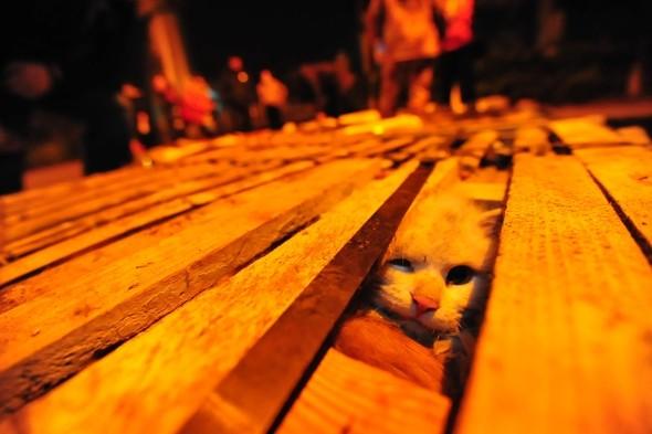 Rescatados 1000 gatos destinados a consumo humano