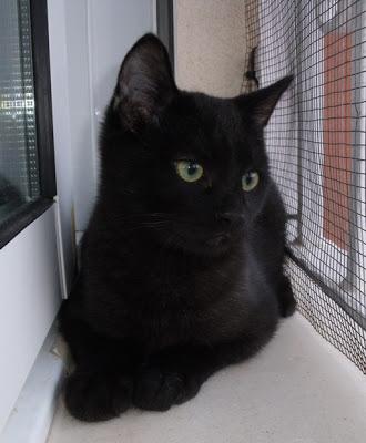 Kenzo y los 3 tigrecillos (Murcia)‏