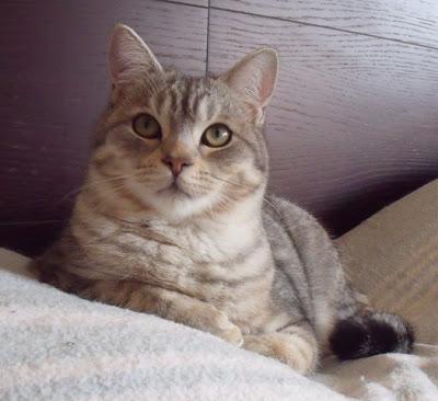 Kenzo y los 3 tigrecillos (Murcia)‏