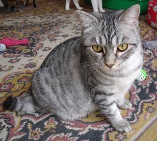 Kenzo y los 3 tigrecillos (Murcia)‏