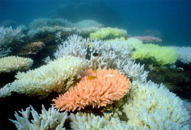 arrecife de coral blanqueado por acidificación océano