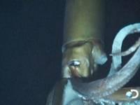 calamar gigante filmado Esta Semana En Ciencia   13 de enero 2013