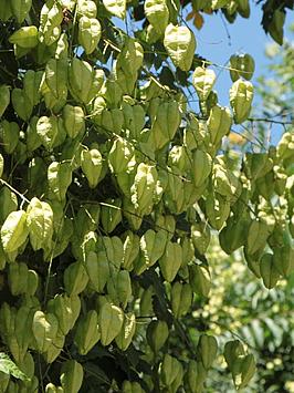 Koelreuteria paniculata